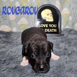 Rougarou - Black and white male Rat Terrier puppy in Lynn, Alabama from Cryptic Rat Terriers