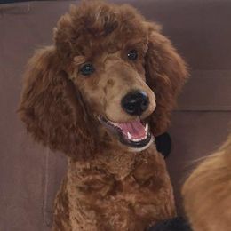 Aussiedoodles, Old English Sheepdogs, Poodles, and Sheepadoodles from Iowa's Doodle Co.
