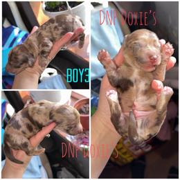Boy3 - Dapple male Dachshund puppy in Rushsylvania, Ohio from DNP Doxies