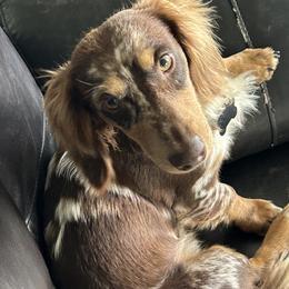 Theodore - Dachshund