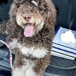 Bernedoodle Puppies from Doodles of Tampa Bay