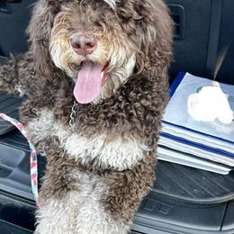 Bernedoodle Puppies from Doodles of Tampa Bay