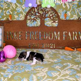 Dachshund, Giant Schnauzer, and Miniature Schnauzer Puppies from Finke Freedom Farm
