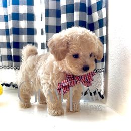 Jackson - Cream male Maltipoo puppy in Spring, Texas from GlamPaw Maltipoos