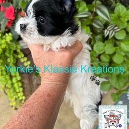 Ashleigh - Parti female Yorkshire Terrier puppy in Dierks, Arkansas from Yorkie’s Klassie Kreations