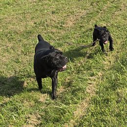 Cane Corso puppies from Hardradas Dynasty Cane Corso