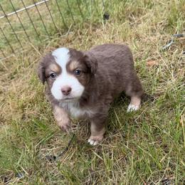 Blossom - Red tri-color female Miniature American Shepherd puppy in Florence, Oregon from NW Aloha Miniature American Shepherds