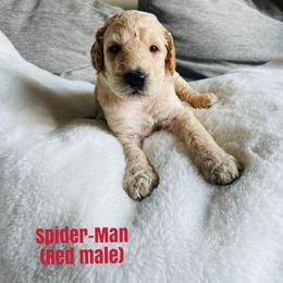 Boy 3 - Poodle puppy in West Jordan, Utah from Sorensen Standard Poodles