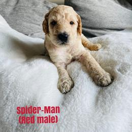 Boy 3 - Poodle puppy in West Jordan, Utah from Sorensen Standard Poodles