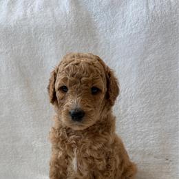 Girl 4 - Apricot female Goldendoodle puppy in Valley Farms, Arizona from Gall’s Doodle Ranch