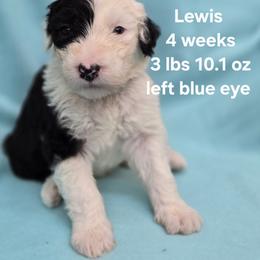 Lewis - Gray and white male Old English Sheepdog puppy in Sutherlin, Oregon from Sapphire Eyes Sheepdogs