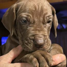 BUTTERCREAM - Chocolate female Great Dane puppy in Wellsville, New York from Prophecy Danes