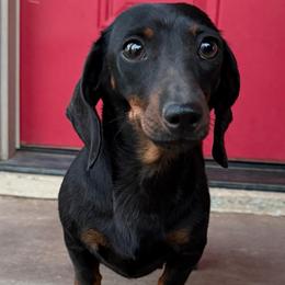 Millie - Dachshund