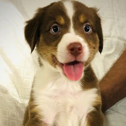 Ruby - Red & white female Australian Shepherd puppy in Pasadena, Maryland from Maple shore Aussies