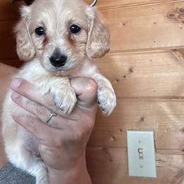 Girl 1 - Cream female Dachshund puppy in Cheyenne, Wyoming from Great Basin Hounds