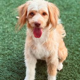 Mia - Aussiedoodle