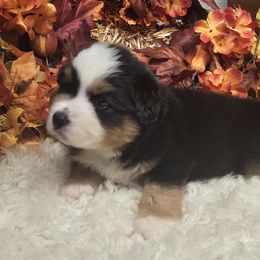 Vixon - Black tri male Miniature Australian Shepherd puppy in Ola, Arkansas from Peaceful Acres