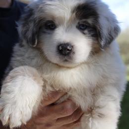 Australian Shepherd Puppies from Storm and Sage Australian Shepherds