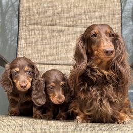 Dachshund Puppies from Taylored Dachshunds