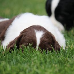 English Springer Spaniel Puppies from Ivy Hill English Springer Spaniels