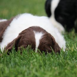 English Springer Spaniel Puppies from Ivy Hill English Springer Spaniels