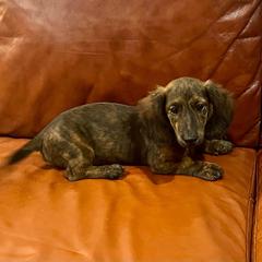 Corey - Brindle male Dachshund puppy in Litchfield, Michigan from High Country Kennels