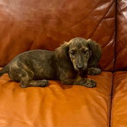 Corey - Brindle male Dachshund puppy in Litchfield, Michigan from High Country Kennels