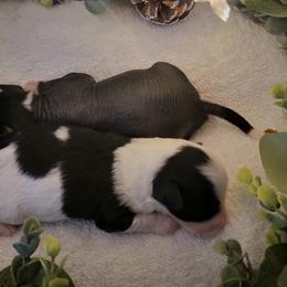 Chinese Crested Puppies from Crestie Charm Cottage