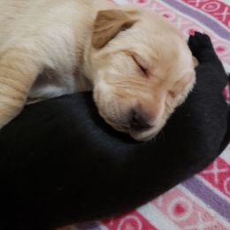 Labrador Retriever Puppies from Darby Trim's Labrador Retrievers