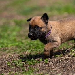 N-Purple Female - Yellow female Dutch Shepherd puppy in Alum Creek, West Virginia from Stay Wild K9