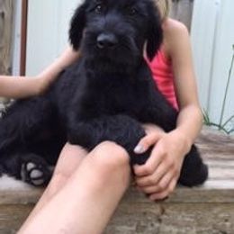 Giant Schnauzer Puppies from Jordan Giant Schnauzers