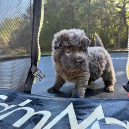 Aspen - Blue dilute male Chinese Shar-Pei puppy in Auburn, Kansas from Justin's Chinese Shar-Pei
