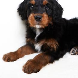 Stewart - Tri-color male Bernedoodle puppy in Star, Idaho from Rosie’s Tribe