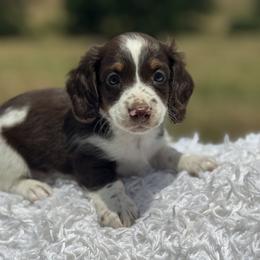 Dachshund Puppies from Brooke Crenshaw