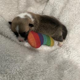 Hero - Red male Pembroke Welsh Corgi puppy in Morgantown, Pennsylvania from GoldStar Corgis (License Number 18519)