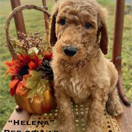 Helena - Apricot male Poodle puppy in St. Johnsbury, Vermont from Poodles of the Northern Woods