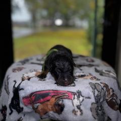 Dawson - Black and rust male Beauceron puppy in Scott, Arkansas from Seelingers Beaucerons