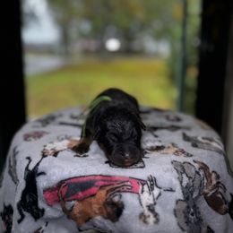 Dawson - Black and rust male Beauceron puppy in Scott, Arkansas from Seelingers Beaucerons