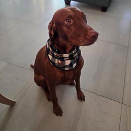 Scooby - Vizsla