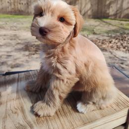 Star - Wheaten female Miniature Schnauzer puppy in Diana, Texas from Happy Pawz Schnauzers