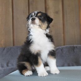 Australian Shepherd Puppies from Riot Austrailan Shepherds
