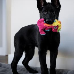 Purple collar - Black female German Shepherd puppy in Portland, Tennessee from Howixx German Shepherds