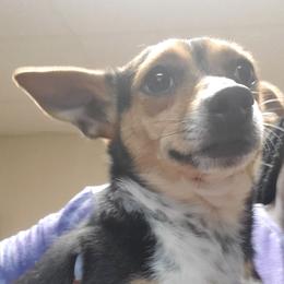 Chihuahua puppies from Maldonado Pet Life Breeder LLC.