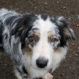 Dixie - Australian Shepherd