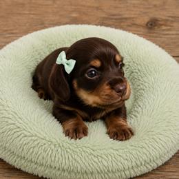 Girl 3 - Chocolate and tan female Dachshund puppy in Stroud, Oklahoma from Route 66 Dachshunds