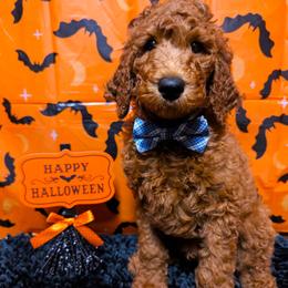 George - Red  male Goldendoodle puppy in Yale, Michigan from Angie's Goldendoodles/Angies doodles LLC
