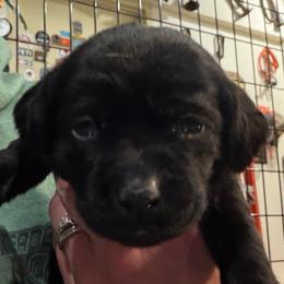 Blue collar - Black female Labrador Retriever puppy in Kimbolton, Ohio from Blue Clay Kennels, LLC.