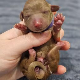 True - Chocolate and tan female Dachshund puppy in Loganville, Georgia from Royal Dackel Haus