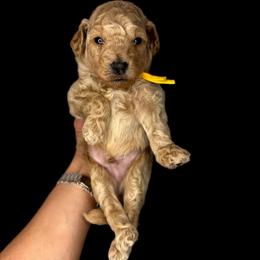 Jellybean (yellow) - Apricot male Goldendoodle puppy in Hot Springs, Arkansas from Hot Springs Kennels