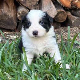 Esperanza - Black and white female Border Collie puppy in Mckinney, Texas from Border Collies of Ruidoso